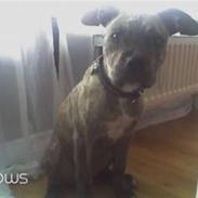 Amerikansk staffordshire terrier Malou