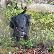 Labrador retriever Zazu