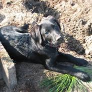 Labrador retriever Zazu