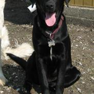 Labrador retriever Zazu