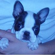 Boston terrier Elvis