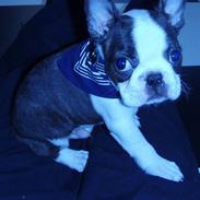 Boston terrier Elvis