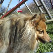 Shetland sheepdog Buller