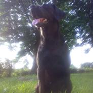 Labrador retriever Formel 1 - Bonnie 