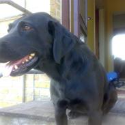 Labrador retriever Formel 1 - Bonnie 