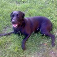 Labrador retriever Formel 1 - Bonnie 