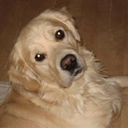 Golden retriever Zimba