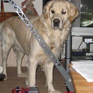 Golden retriever Zimba