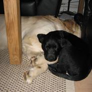 Golden retriever Zimba