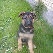 Schæferhund Rex (Enzo)