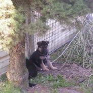 Schæferhund Rex (Enzo)