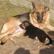 Schæferhund Rex (Enzo)