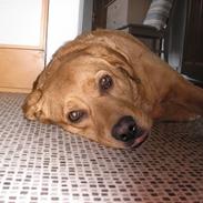 Blanding af racer joppe <33