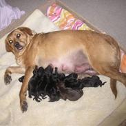 Blanding af racer joppe <33