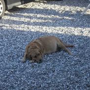 Blanding af racer joppe <33