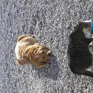 Blanding af racer joppe <33