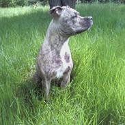 Amerikansk staffordshire terrier Malou