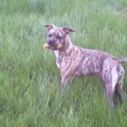 Amerikansk staffordshire terrier Malou