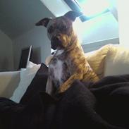 Amerikansk staffordshire terrier Malou