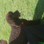 Irish water spaniel Famus crowd's musca