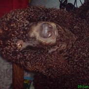 Irish water spaniel Famus crowd's musca