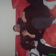 Irish water spaniel Famus crowd's musca