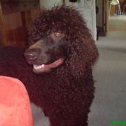 Irish water spaniel Famus crowd's musca