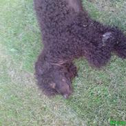 Irish water spaniel Famus crowd's musca