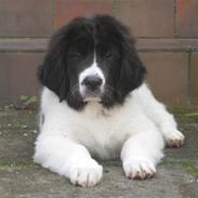 Landseer Ludwig *R.I.P.*