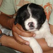 Landseer Ludwig *R.I.P.*