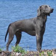 Weimaraner Keiko