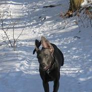Weimaraner Keiko