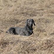 Weimaraner Keiko
