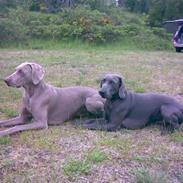 Weimaraner Keiko