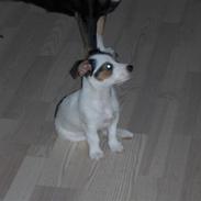 Jack russell terrier ¤abby¤