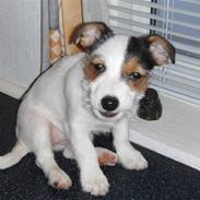 Jack russell terrier ¤abby¤