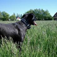 Cane corso Molly