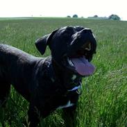 Cane corso Molly