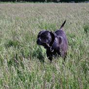 Cane corso Molly