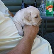 Labrador retriever Aygo