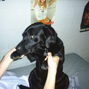 Labrador retriever Jessi