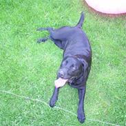 Labrador retriever Jessi