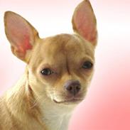 Chihuahua Jessie