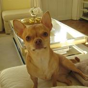 Chihuahua Jessie