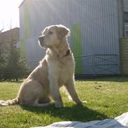 Golden retriever Buller *R.I.P* død