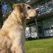 Golden retriever Buller *R.I.P* død