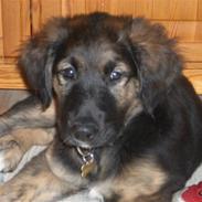 Blanding af racer Bailey