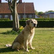 Golden retriever Buller *R.I.P* død