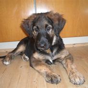 Blanding af racer Bailey