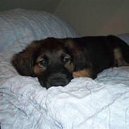 Blanding af racer Bailey